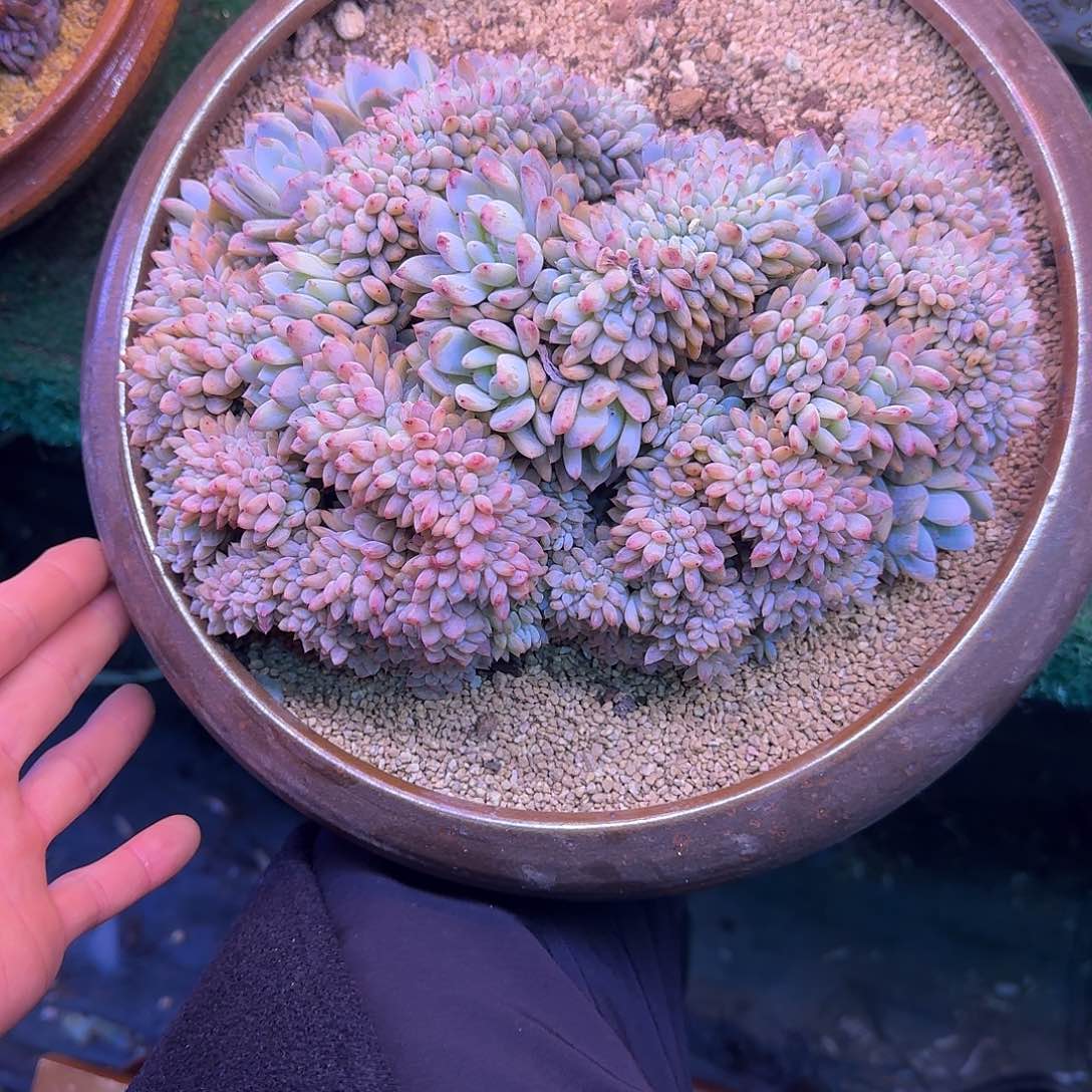 星影缀化无砍25厘米