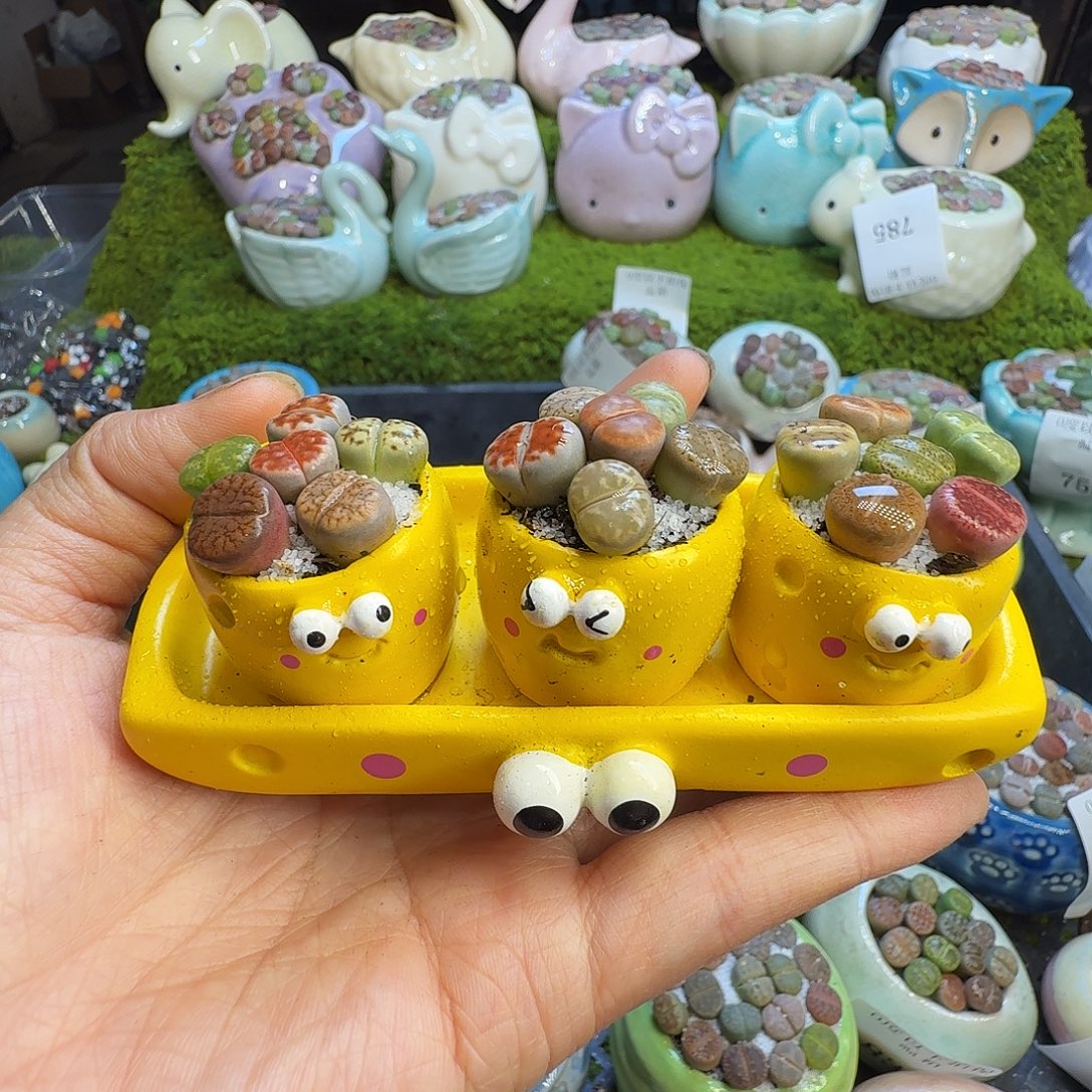 S***d多肉植物福利冲843