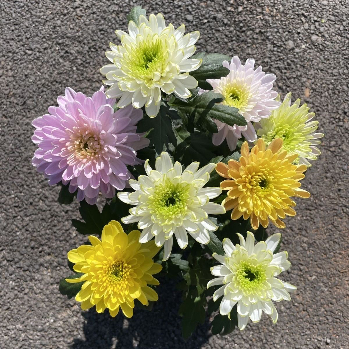 彩色天赞菊花盆栽向日葵玫瑰粉色室内外养花期长高颜值夫妻花卉