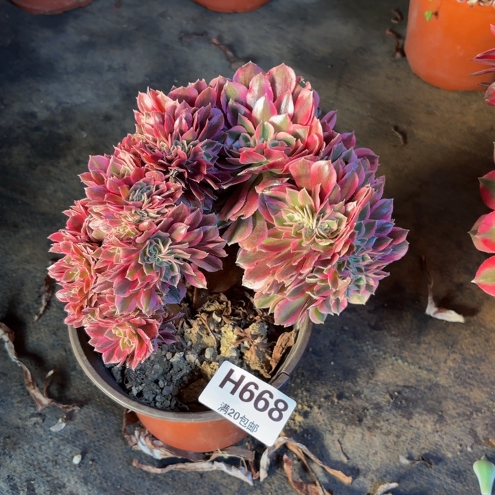 瑞妈，。。。。。668女巫缀，