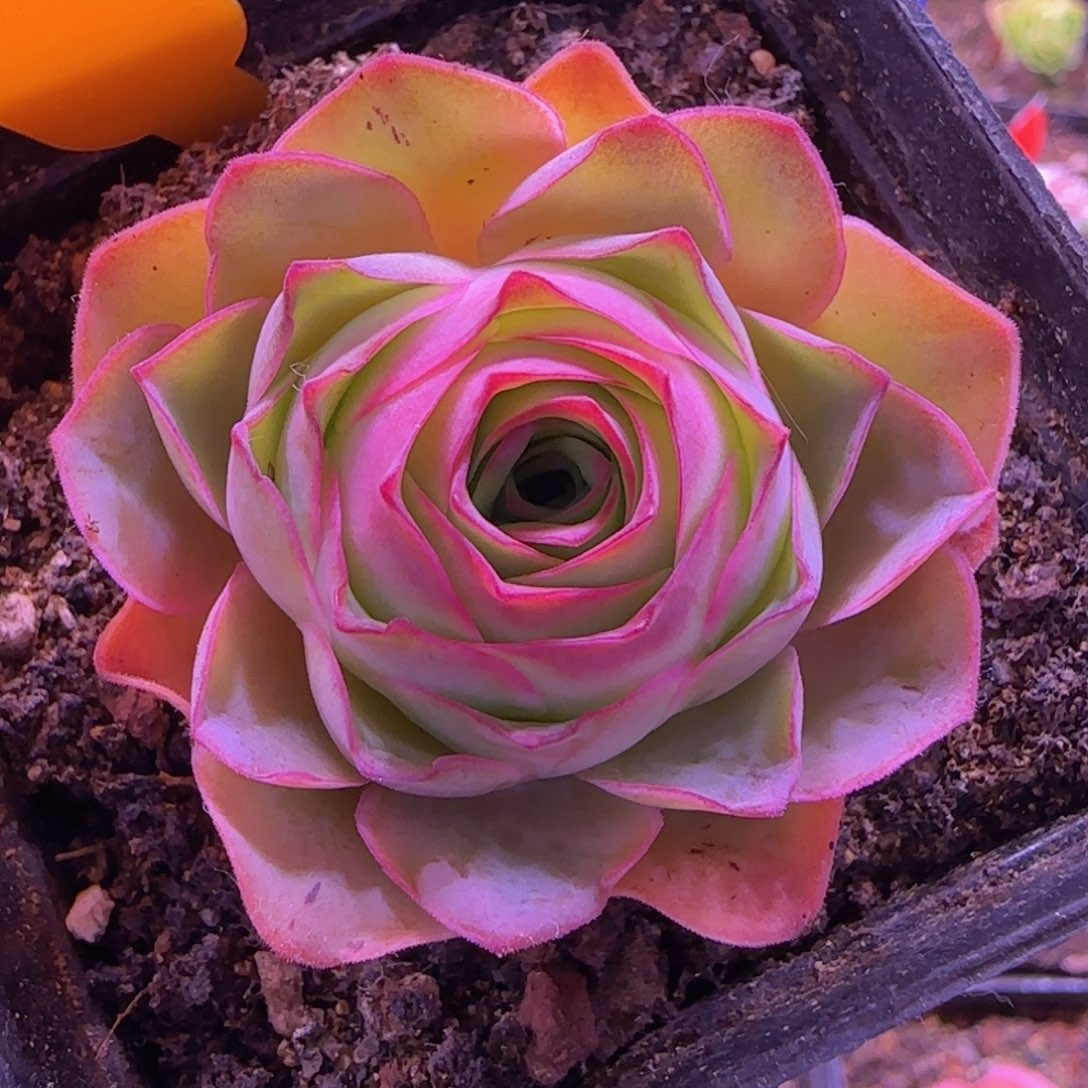 发光体-山地玫瑰七方杯926