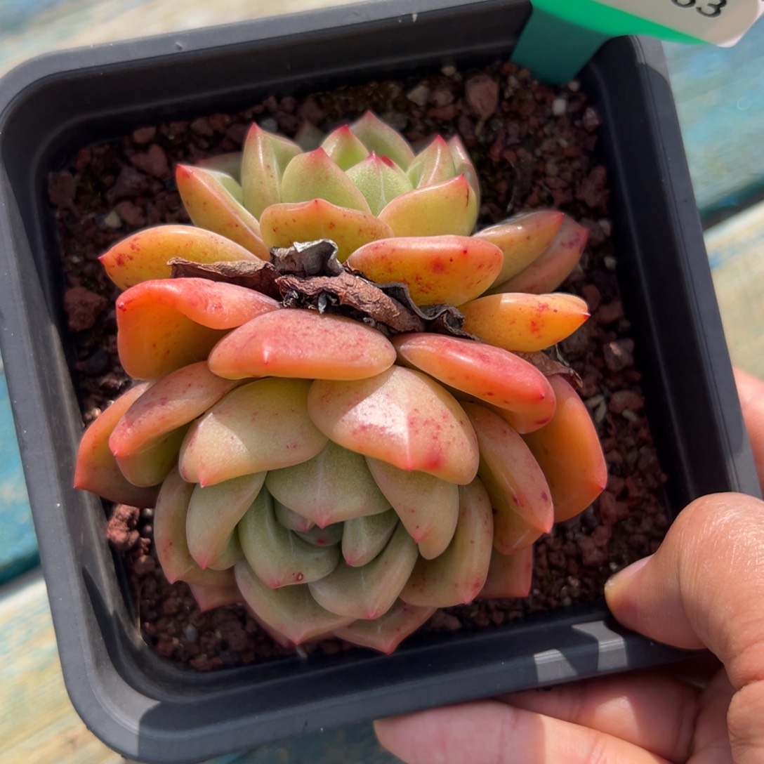 多肉一物一拍0205-63