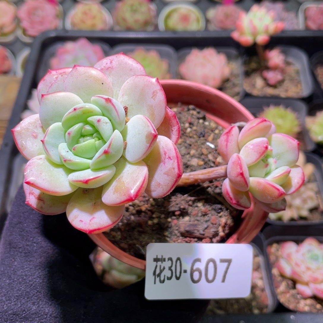 花利美30-607香草