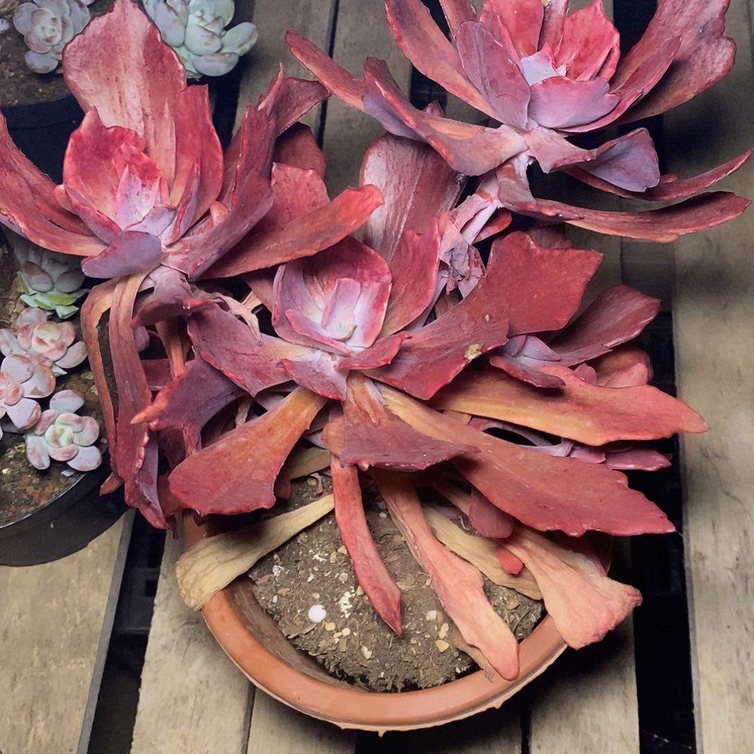 九*一物一拍，钻石锦多肉