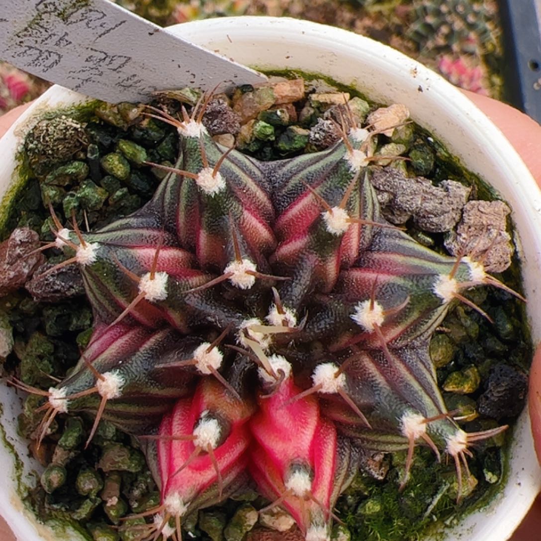 当前无花栽培后可以开花403
