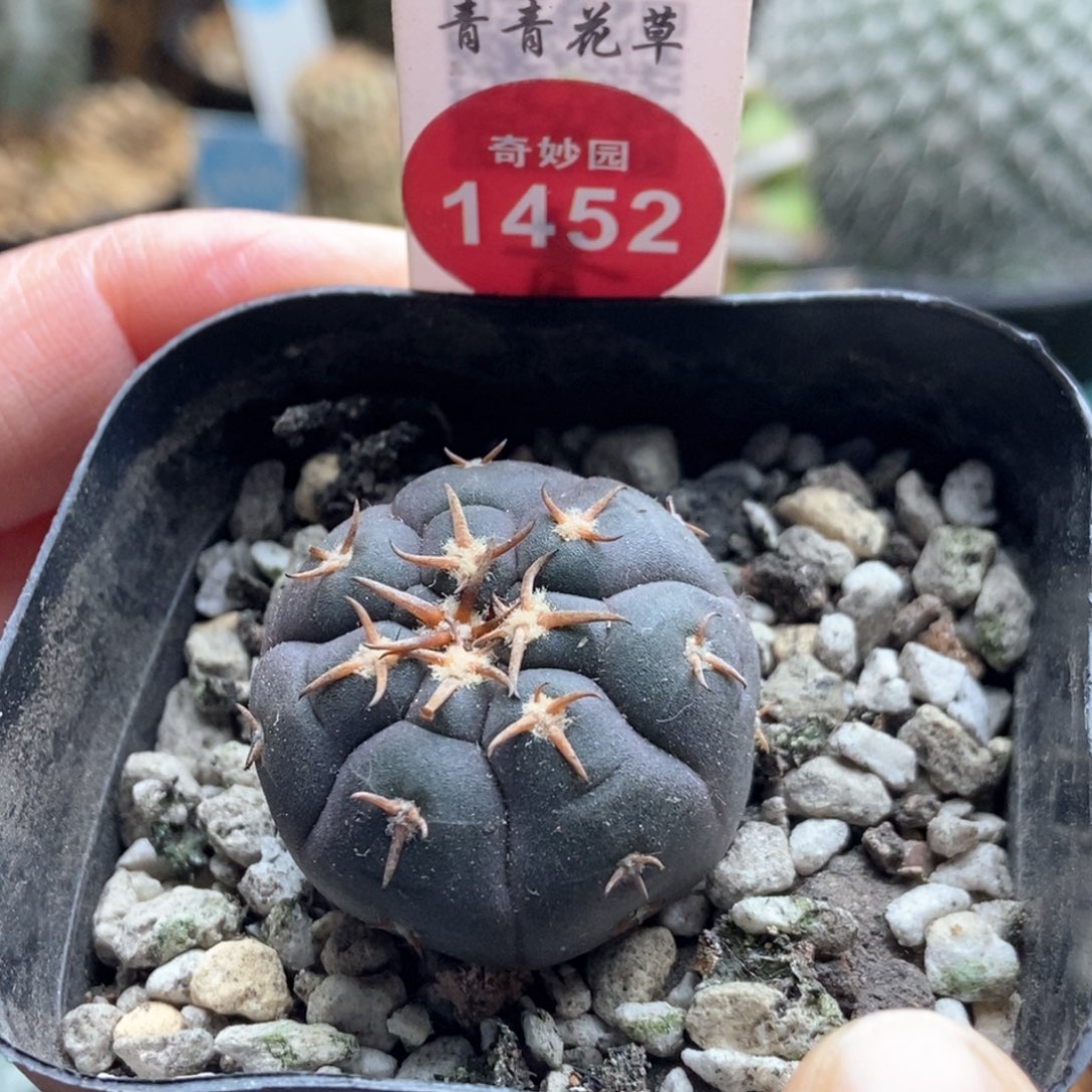 实生猫爪2.9cm一棵仙人球