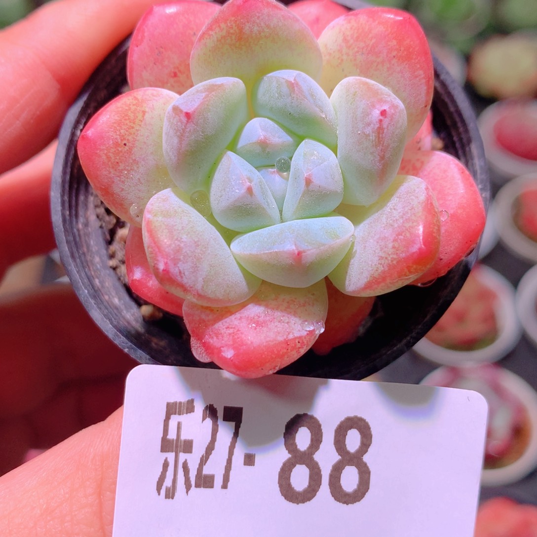 乐然27-88 皓月单头 