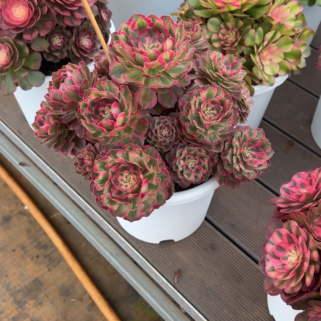 空***菜赤子心老桩脱土发货