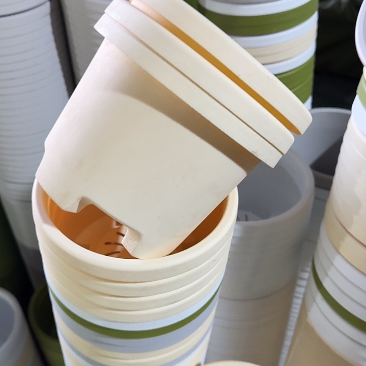 球根21口径6个带托米黄