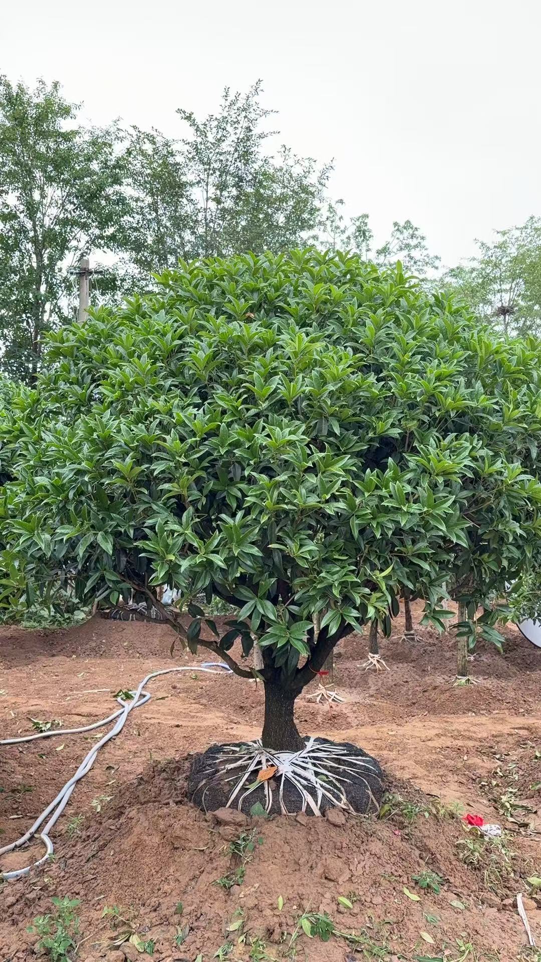精品老桩嫁接桂花适合庭院种植
