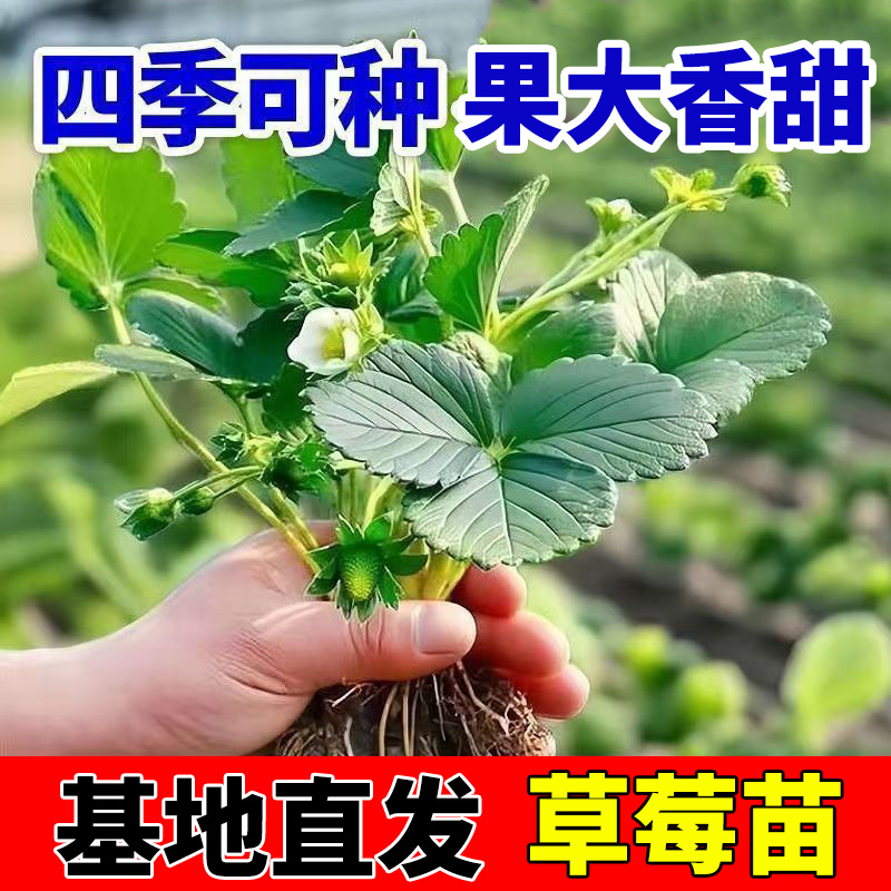 四季莓草盆栽地栽多茬采收奶油章姬红颜真红美玲四季阳台室内