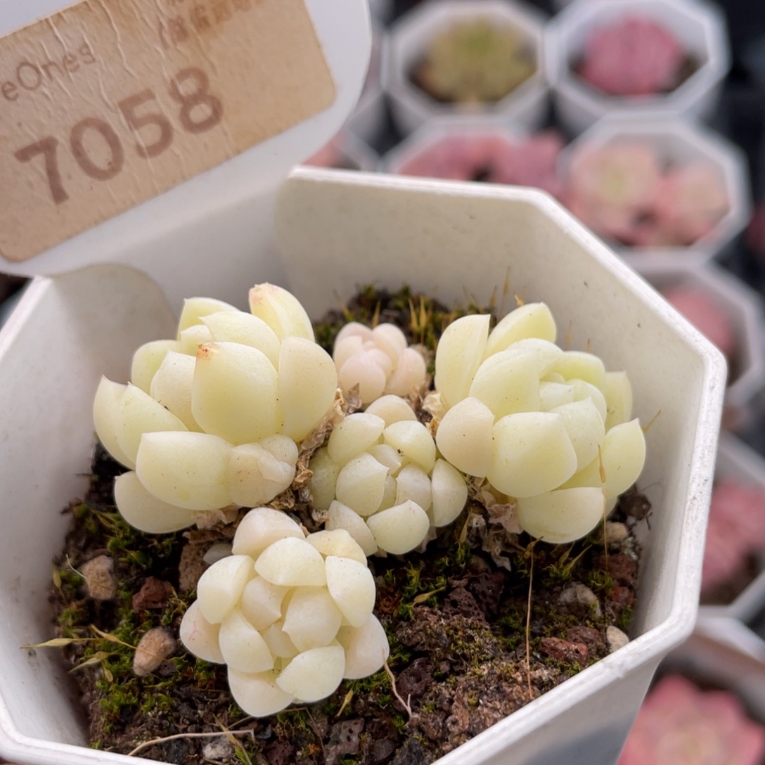 白月光7058-5.0厘米