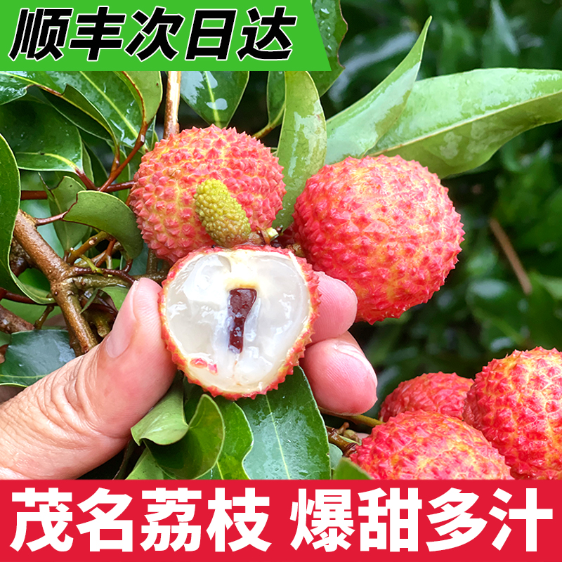 【顺丰次日达 老树桂味】正宗茂名高州荔枝当季新鲜水果5/3/1斤包邮荔枝同城送