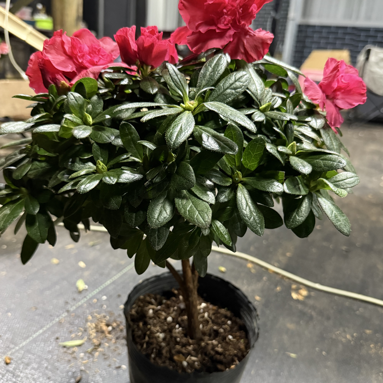 中国红带花苞山茶花杜鹃花盆栽四季开花好养易活室内外阳台花卉