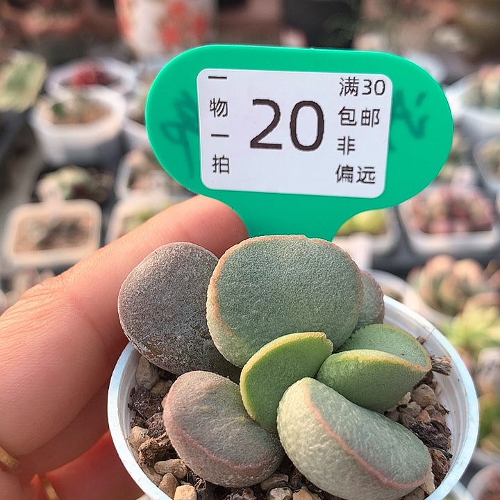 黛安娜 多肉。    20