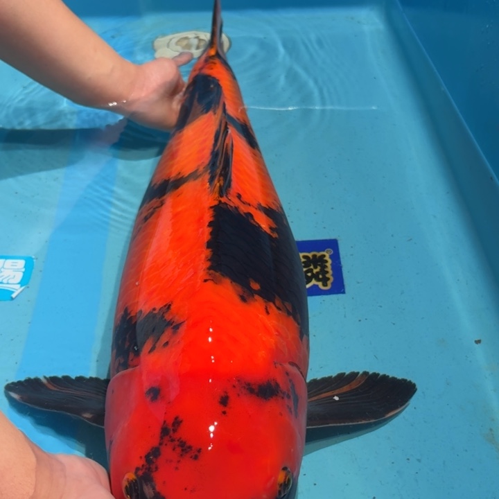 锦鲤佻田飞写锦鲤