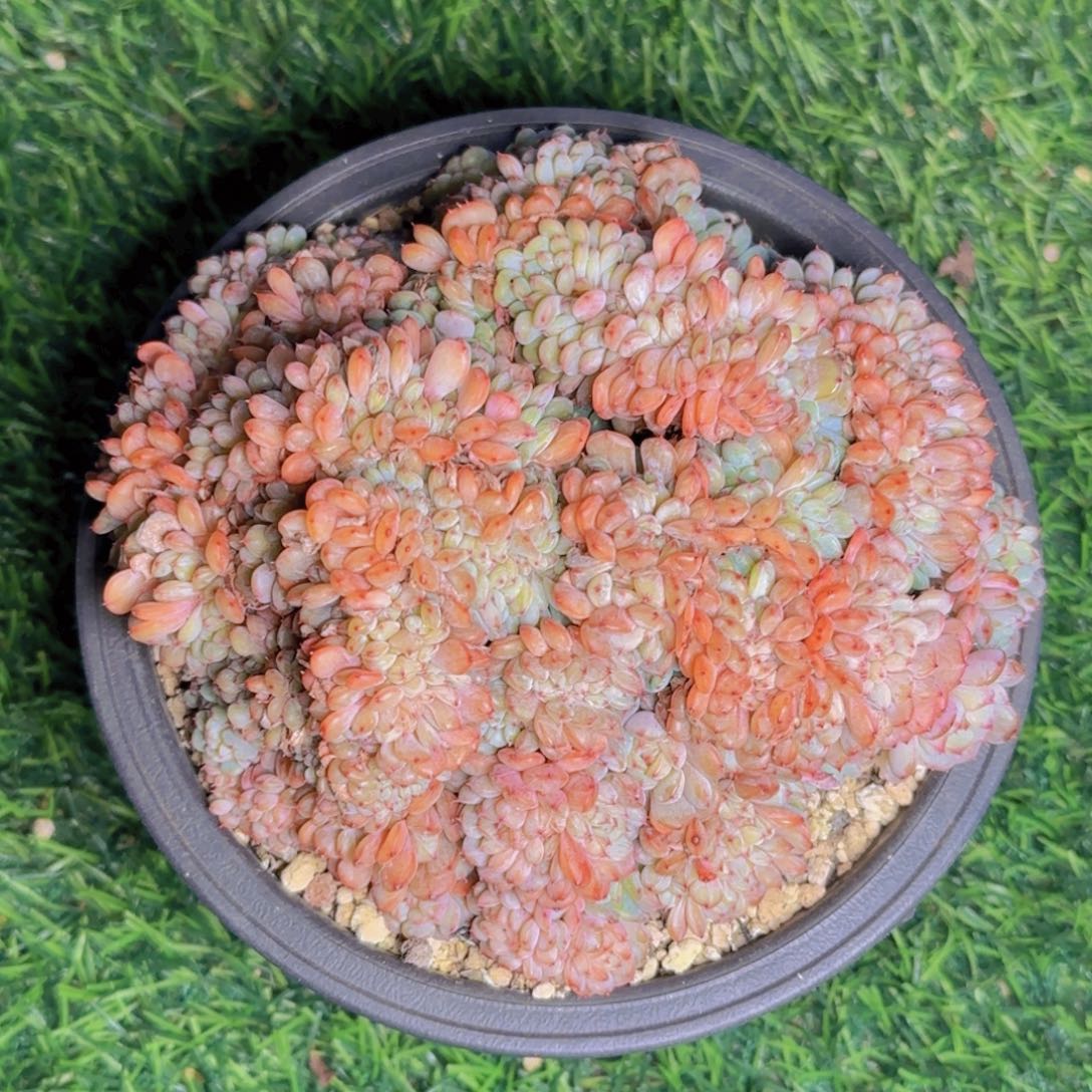 胖子缀晓伟发货112111111111