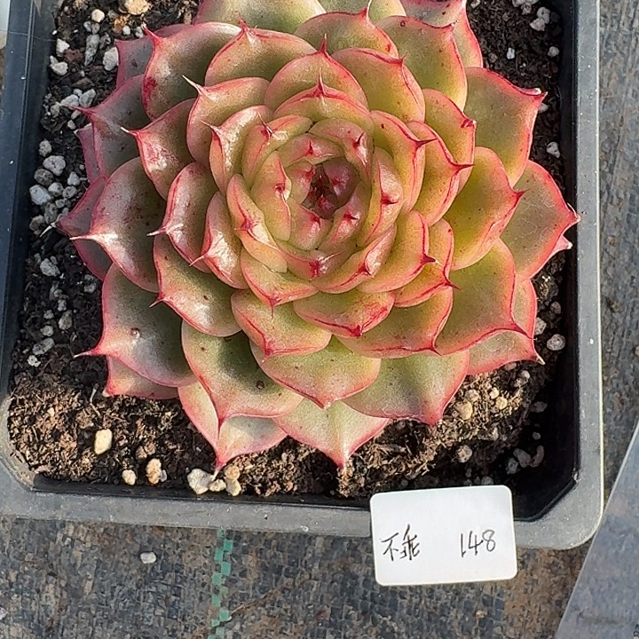 不***°精品多肉植物冠服9