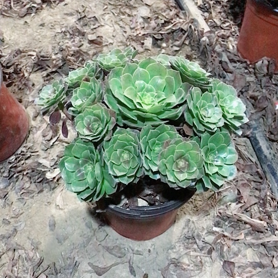 投***诉万圣节法师00000063