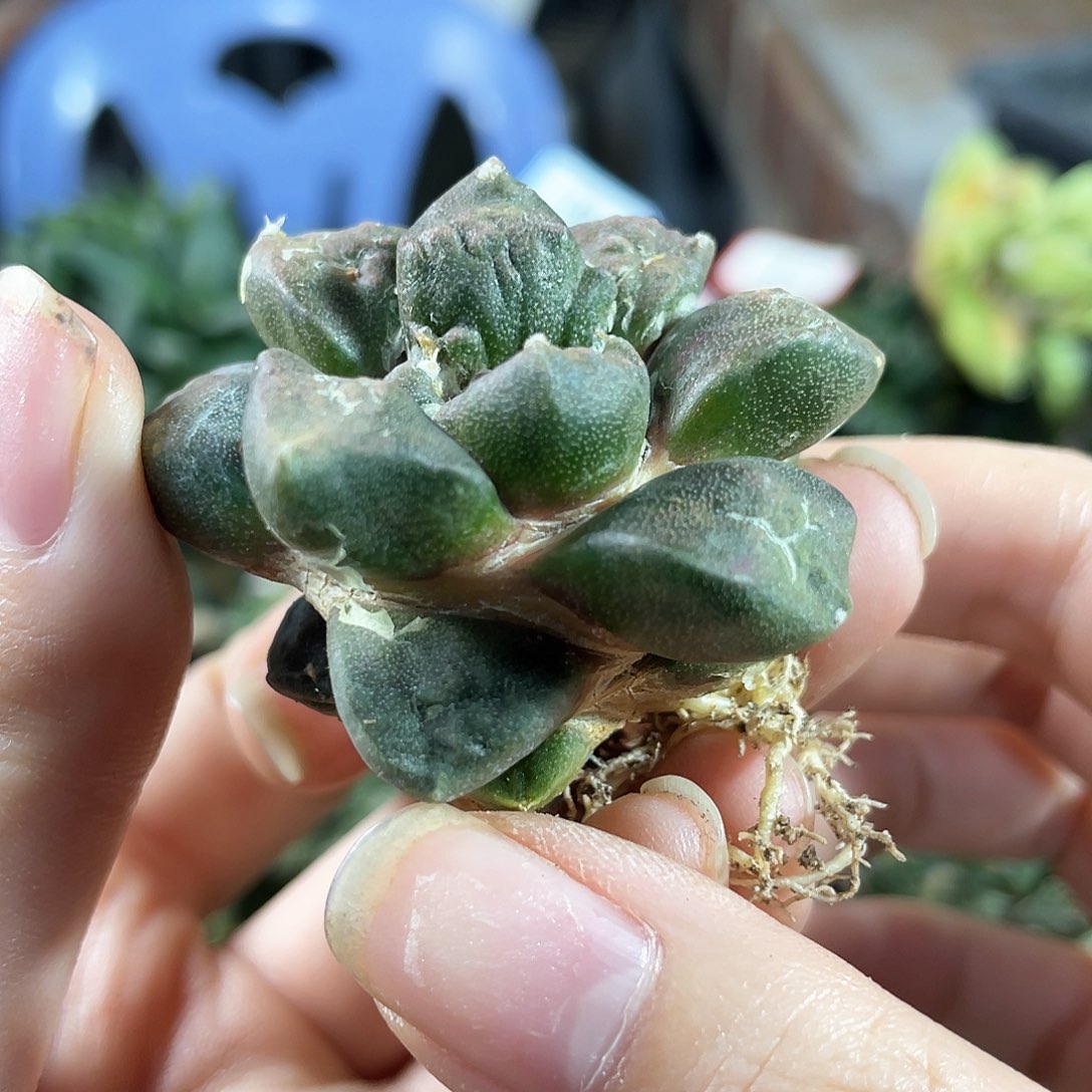 17号自根小牡丹1颗萝卜根