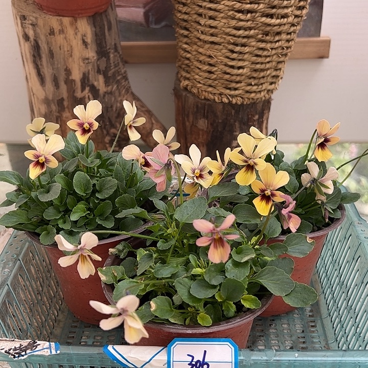 完全开放角堇306号