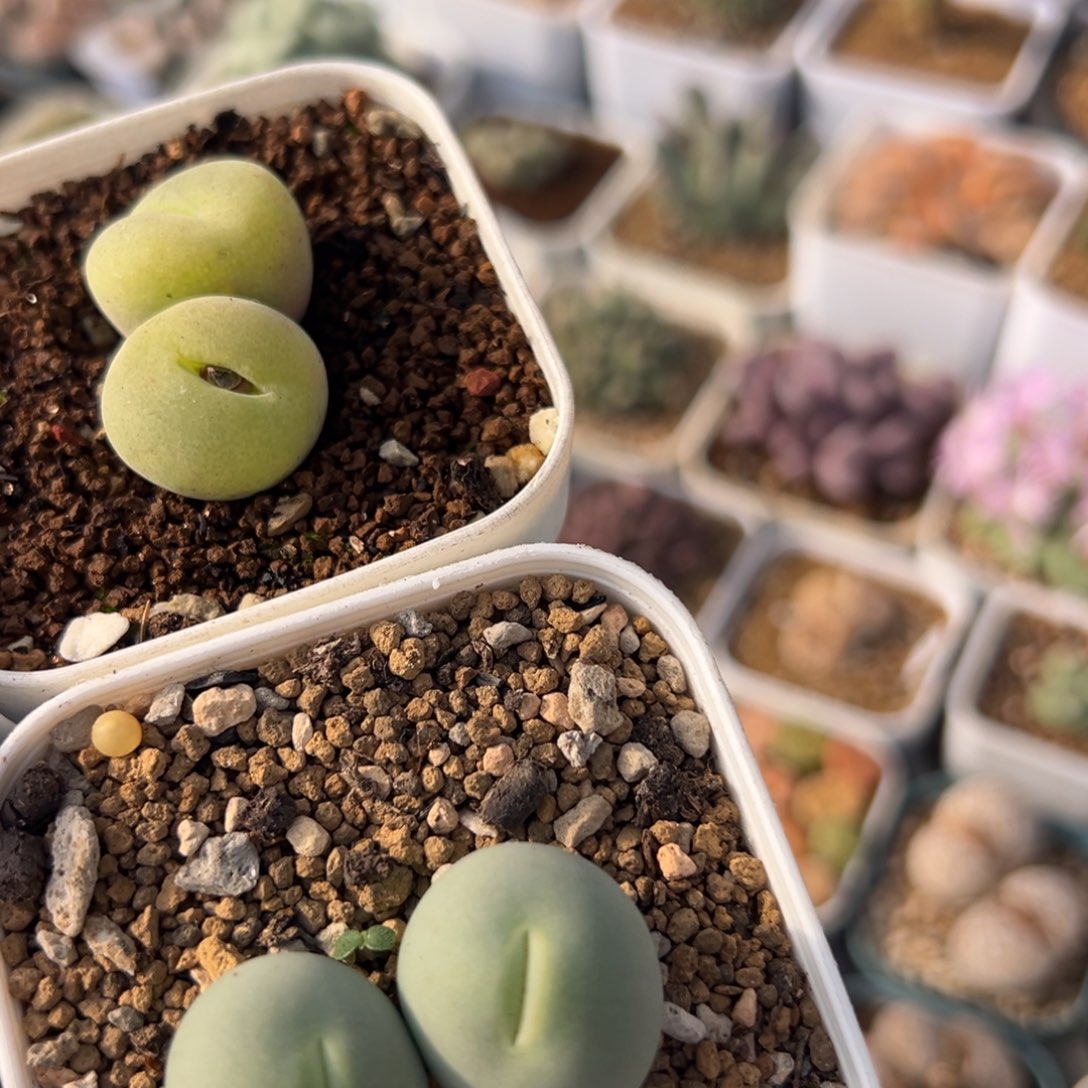 花***辞36多肉植物百科植物