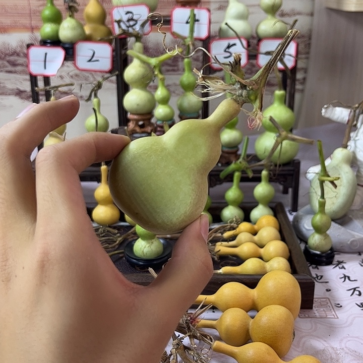 葫芦葫芦葫芦葫芦