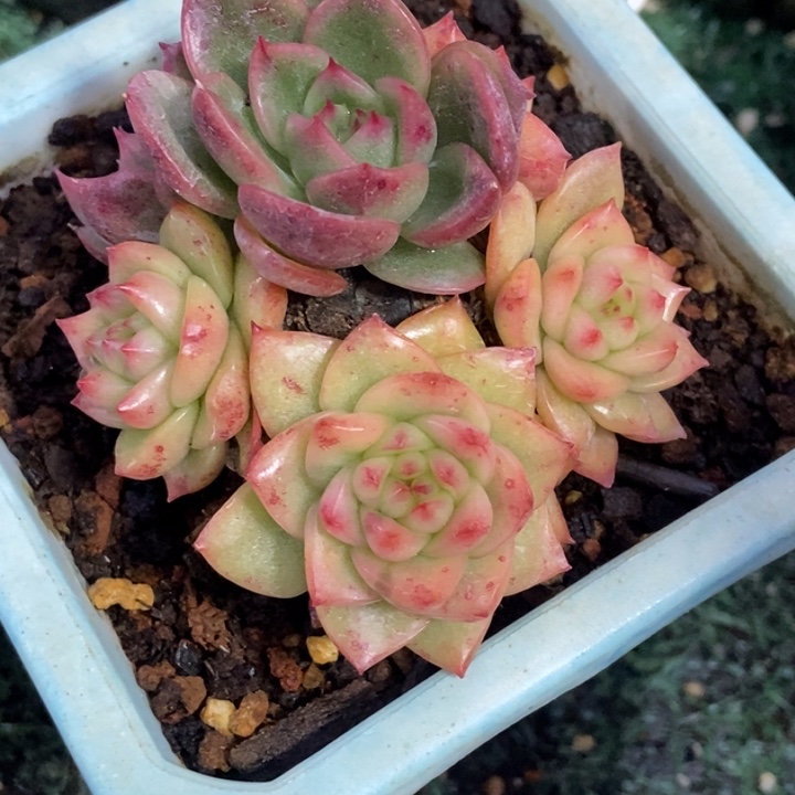 秋可园艺 珍妮锦群