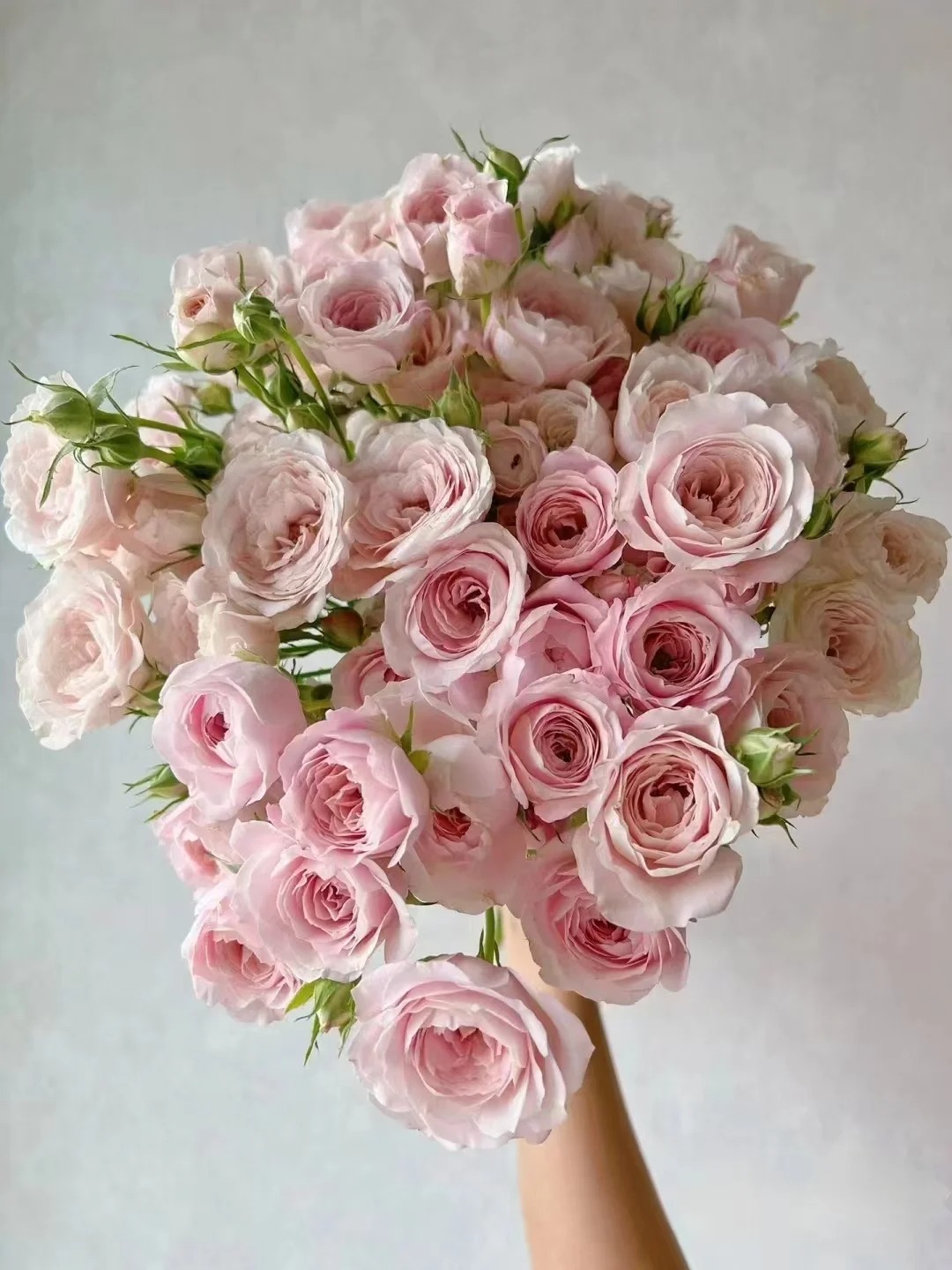 A级仙子之吻玫瑰【花材两单以上京东空运包邮】云南鲜花直发