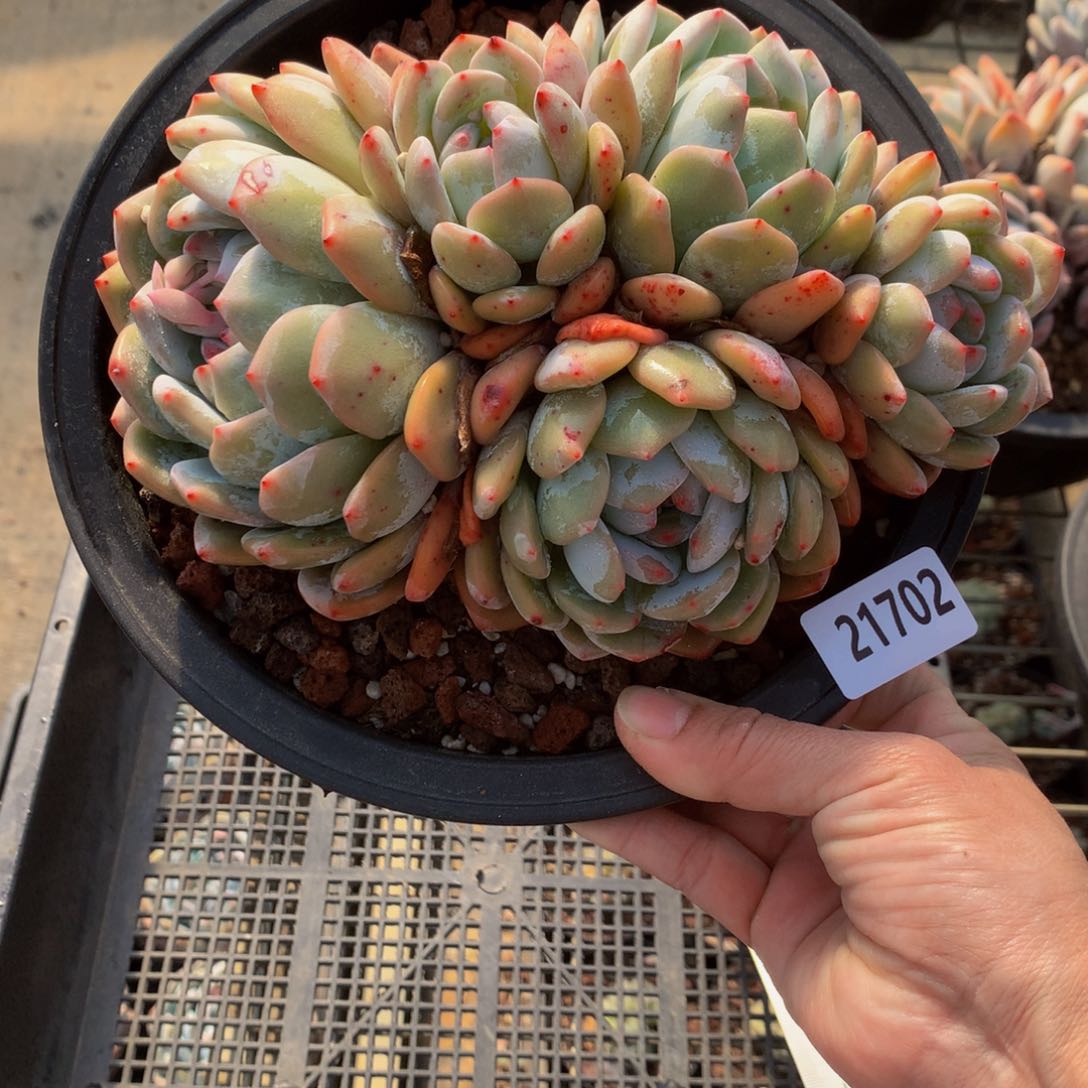 21702多头一哥们嗯嗯