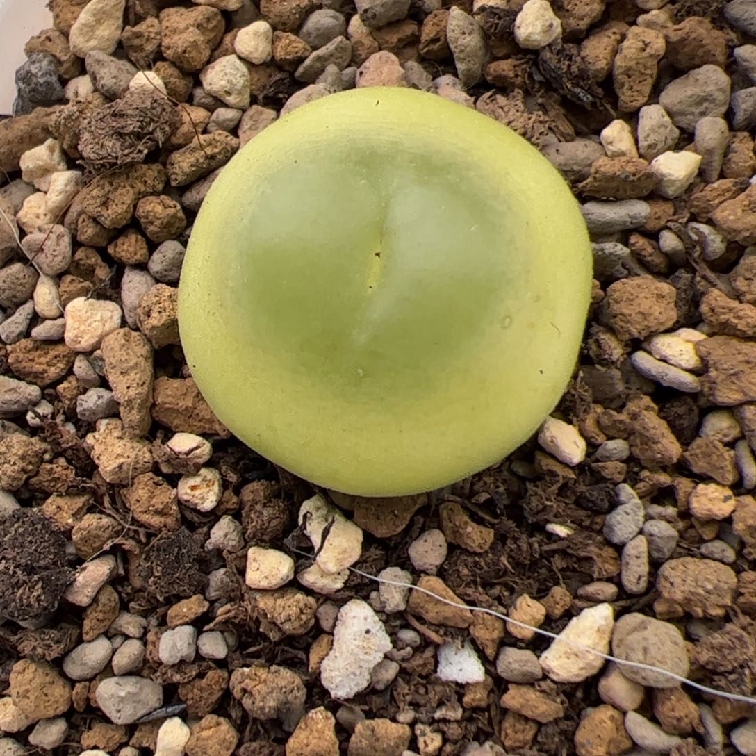 0411号拉登1473.19多肉植物