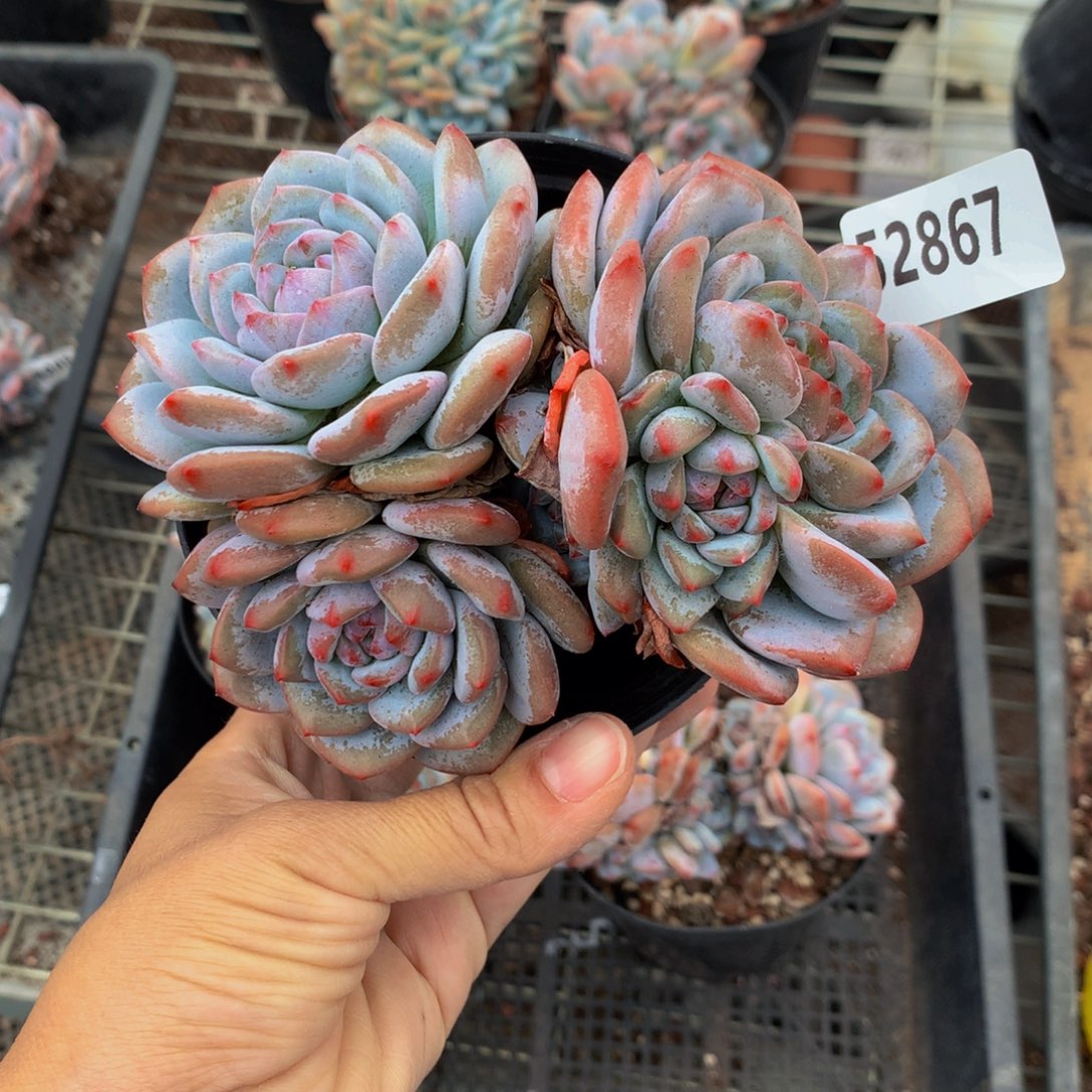 微**笑52867星星橙子小蛋糕给