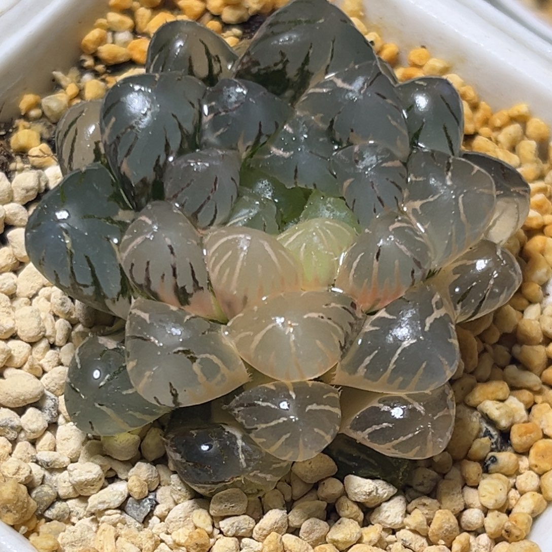 恭喜发财大吉大利0654