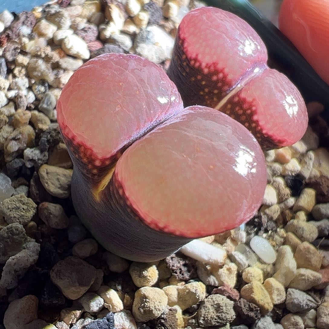 炸福利黑紫体粉红窗。  