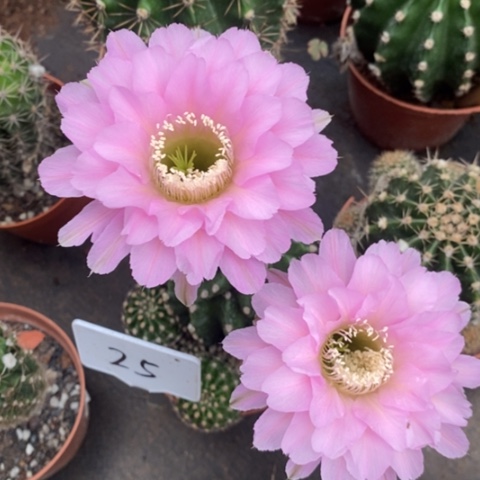 无花朵25号彩草仙人球！！！！！