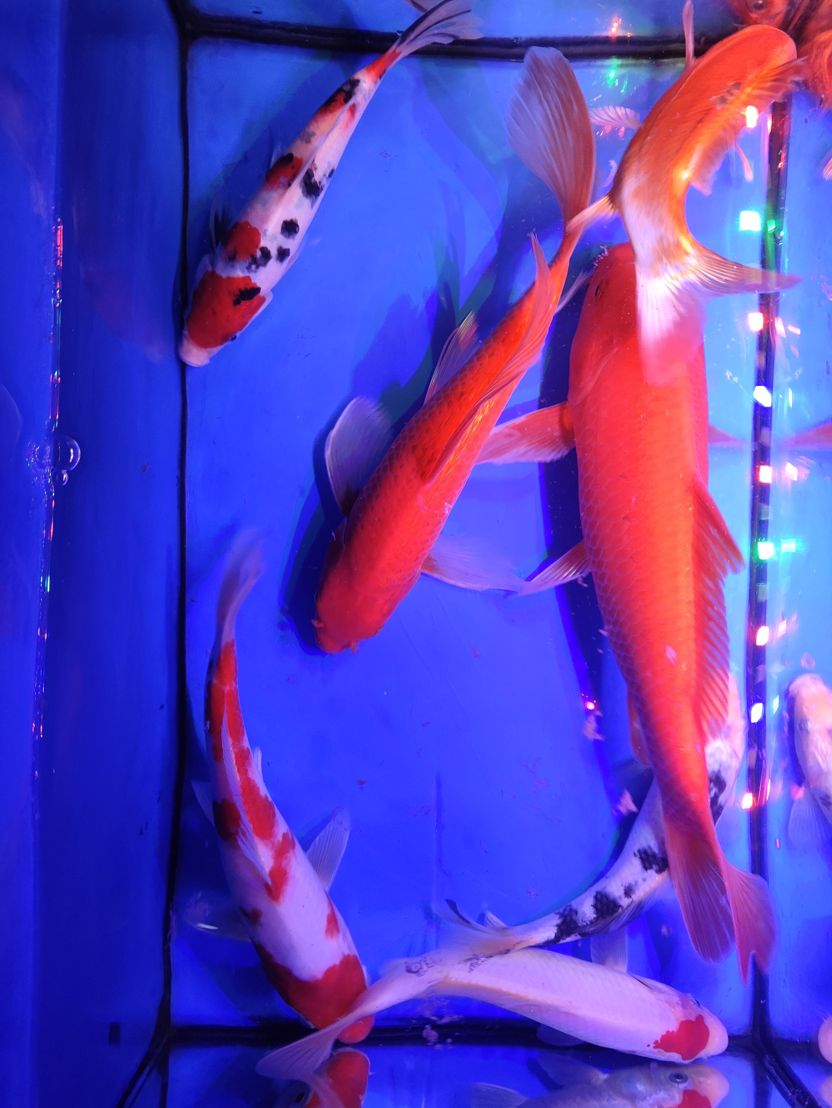 观赏鱼，锦鲤，大正，三色等，自家鱼鱼观赏鱼厂发货锦鲤观赏鱼大鱼