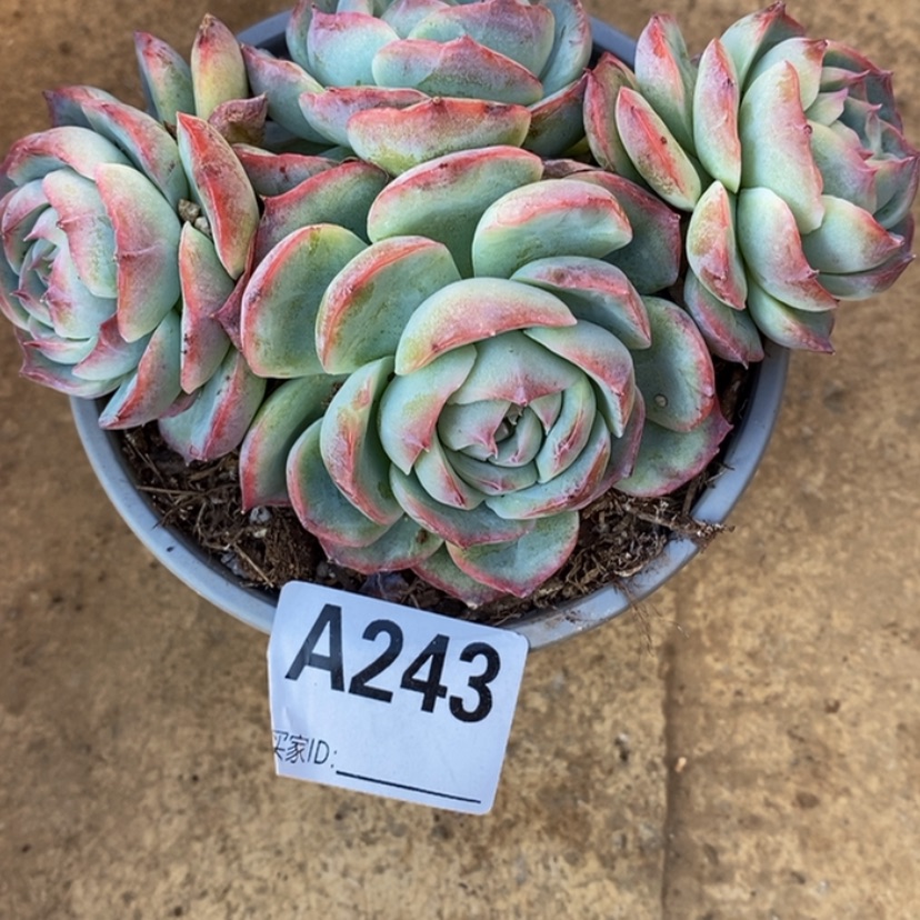 【闪购商品】兴****修多肉植物