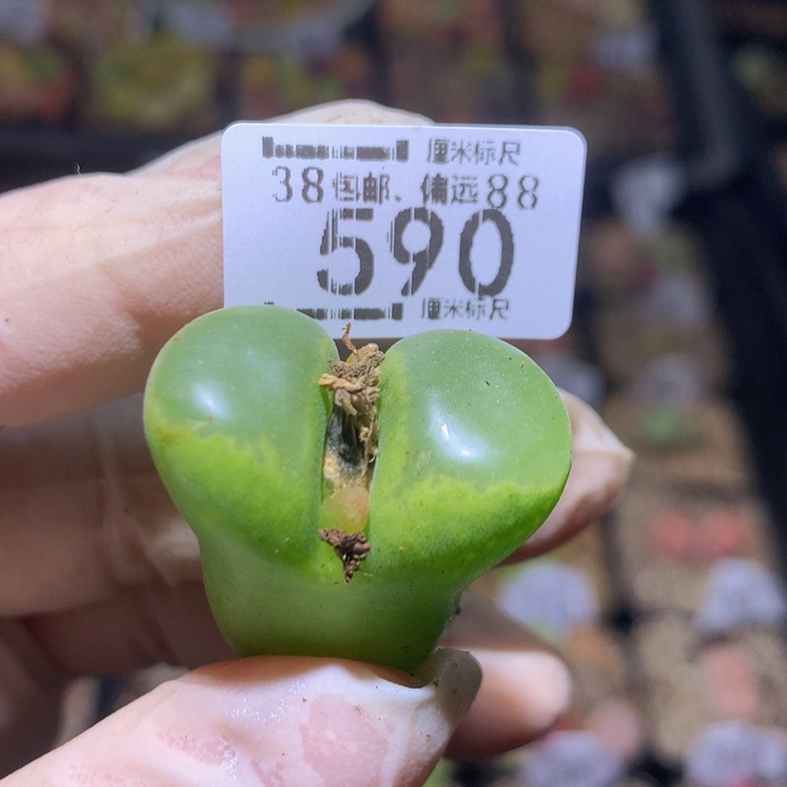 Zzz 精品生石花590疤特