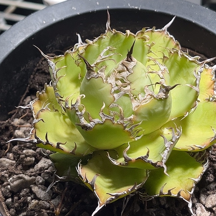 龙舌兰仁王冠蕾丝