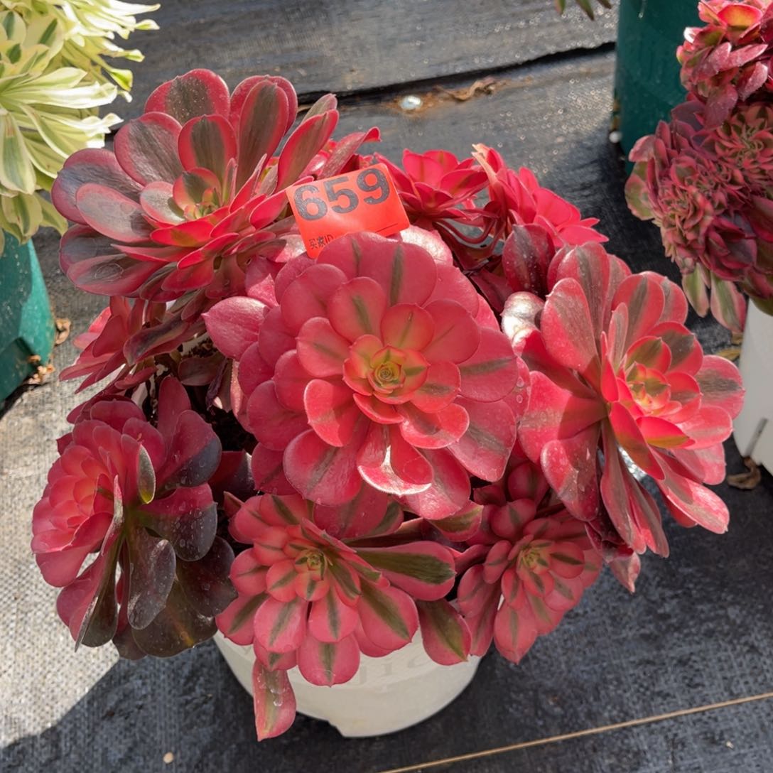 659多肉法师粉体美杜莎