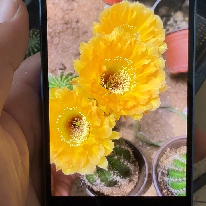 仙人球彩草歪G4138