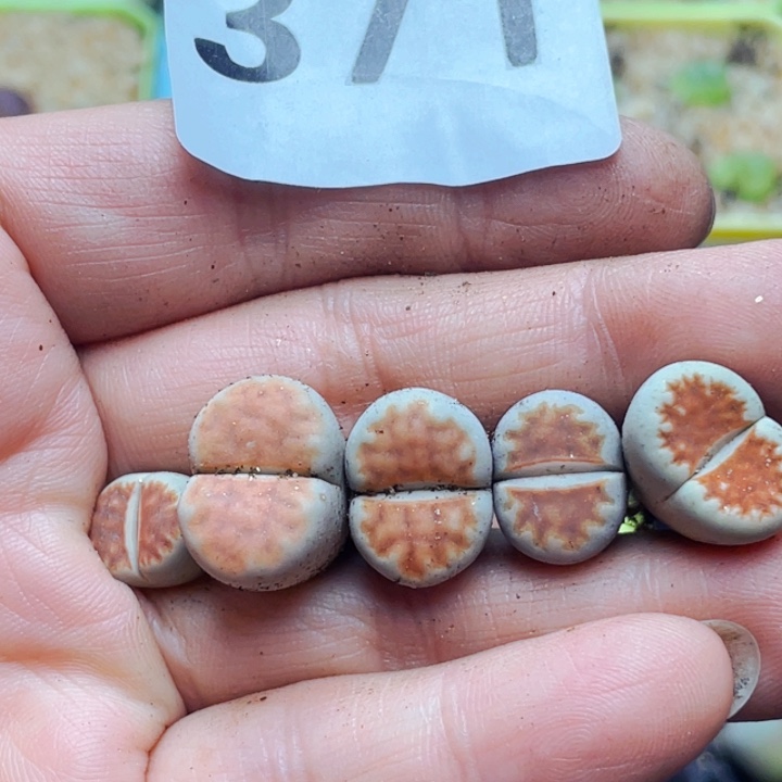 s***e371红窗玉5颗llllllll