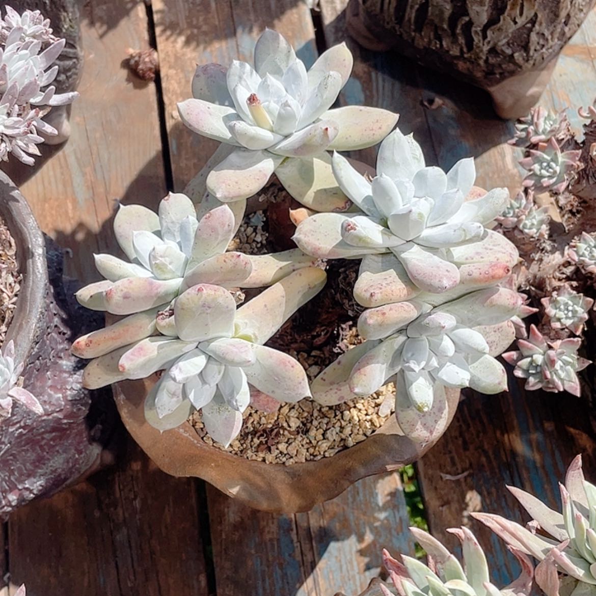 【闪购商品】拇指拇指