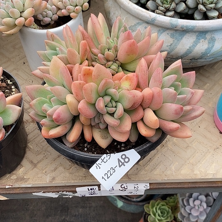 有****小七夕多肉贵妃48