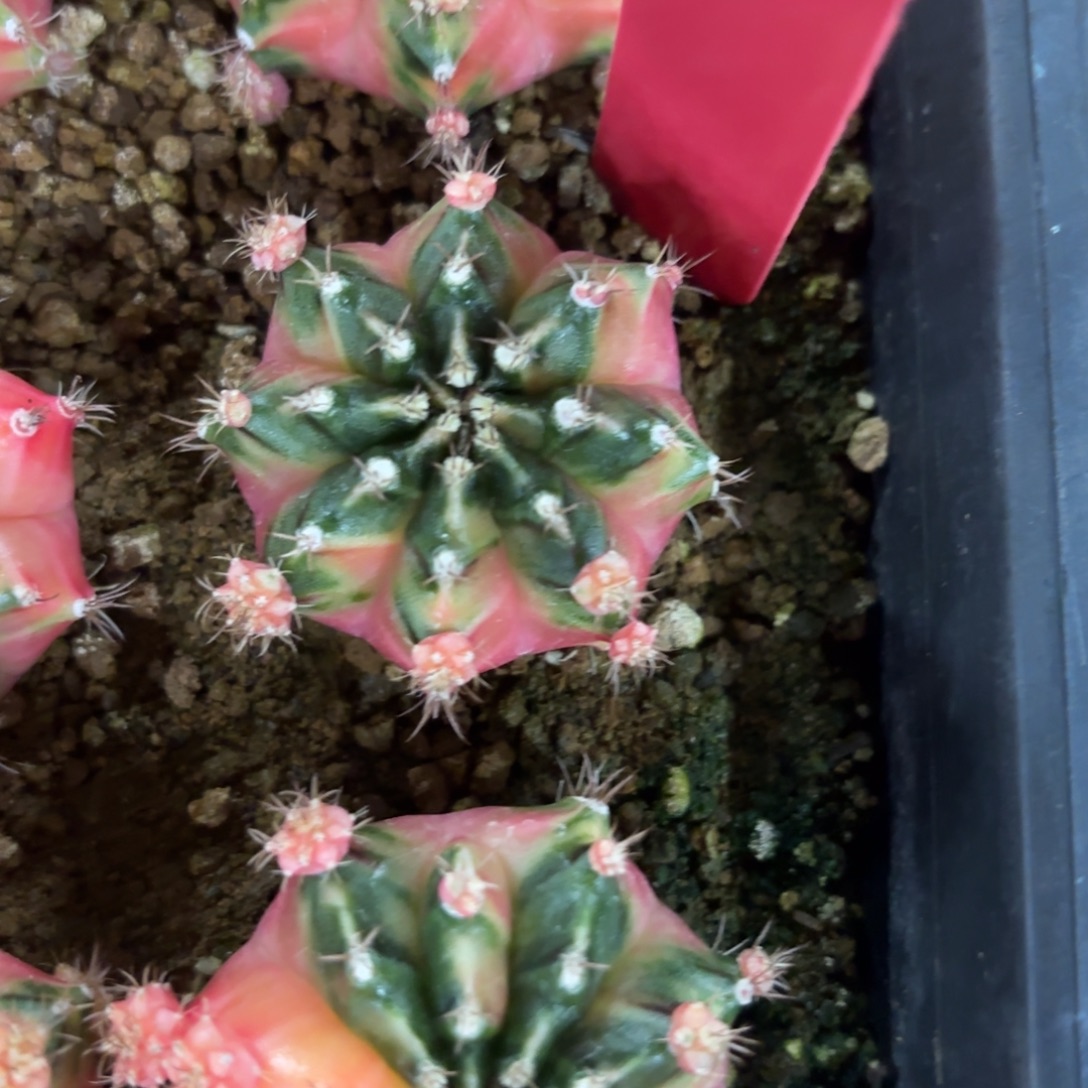 L732-0102泰国发货 四月