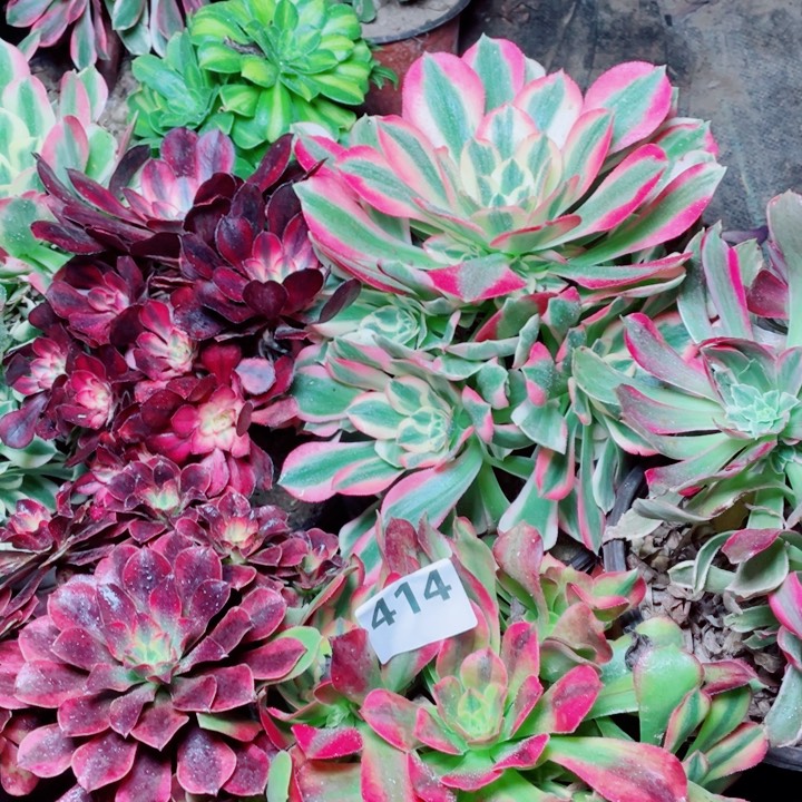 多肉植物组合414