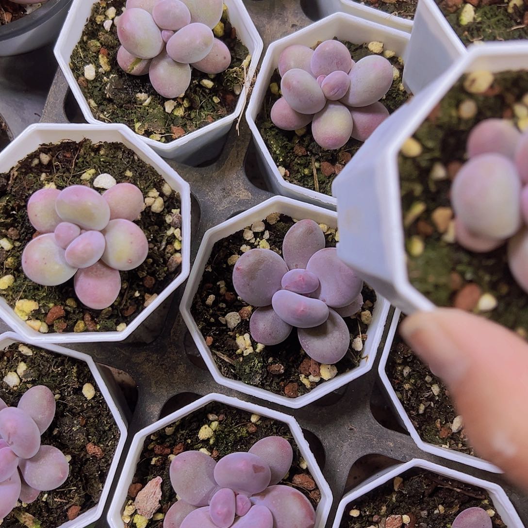 蛋黄奶2盆19包邮多肉