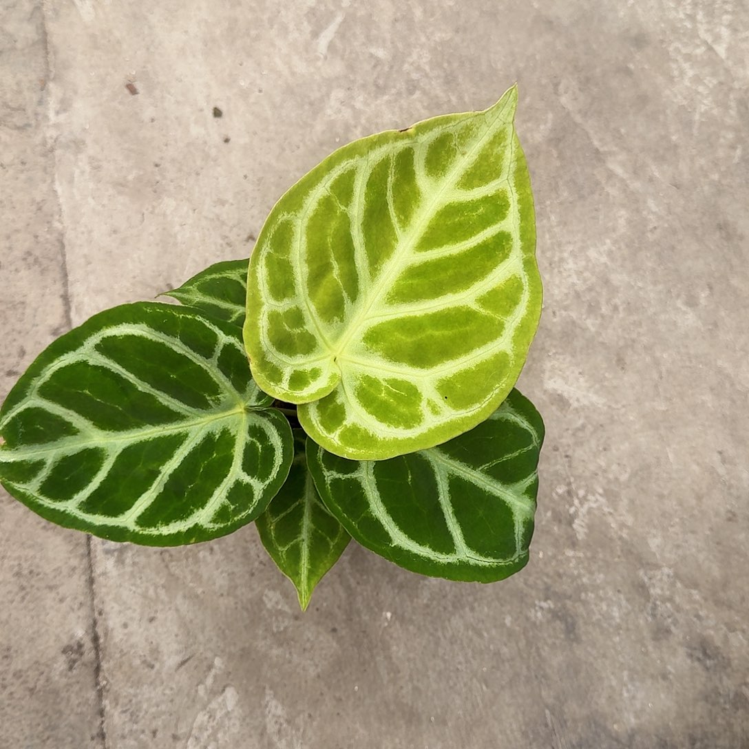 H***海完全开放一物一拍p43