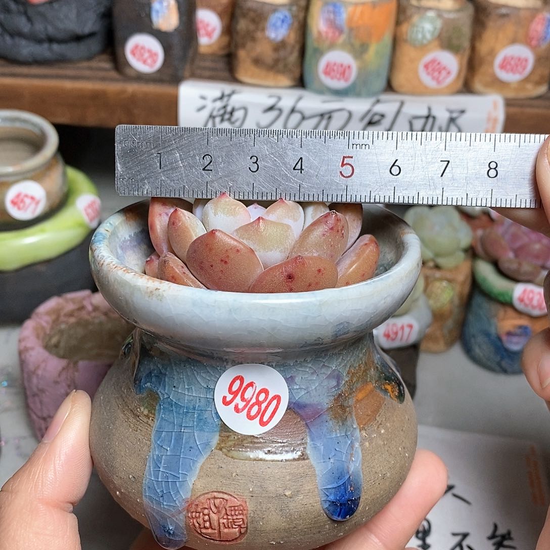 红陶拍5送一个小