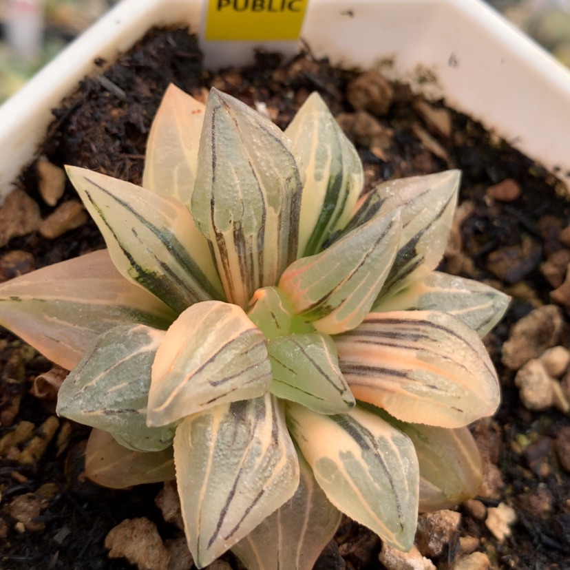 【闪购商品】712西瓜